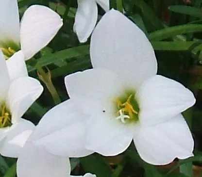 Rain Lily Prairie Sunset (Zephyranthes 'Prairie Sunset') — This sun-loving bulb requires well-drained soil, ideal for borders or as a ground cover, image 51