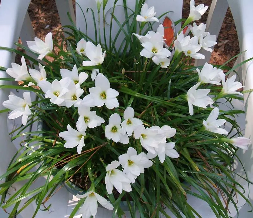 Rain Lily Prairie Sunset (Zephyranthes 'Prairie Sunset') — is a captivating perennial that serves as a striking addition to any landscape design; white flowers