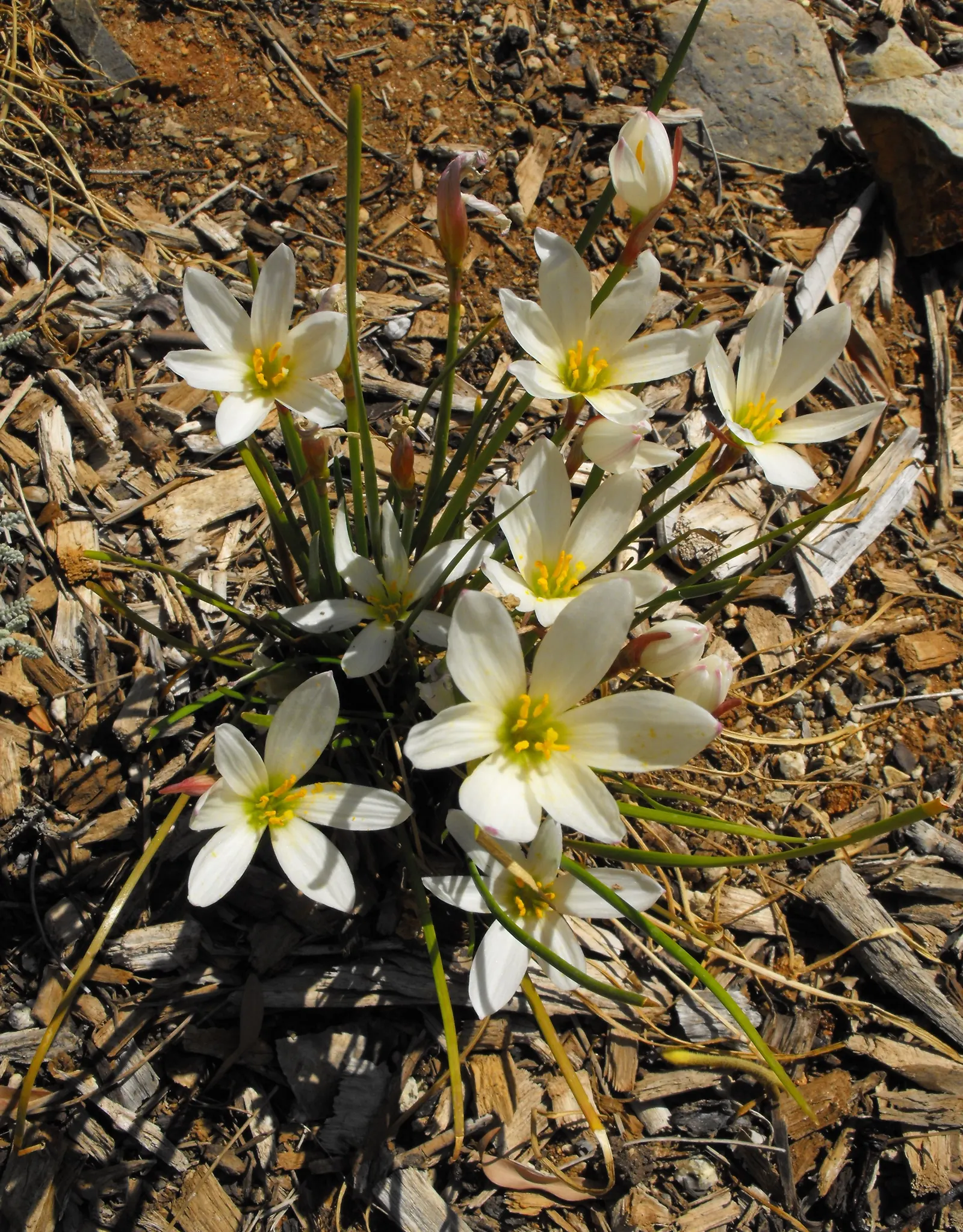 Rain Lily Prairie Sunset (Zephyranthes 'Prairie Sunset') — scientifically known as Zephyranthes candida; or as a pop of color amongst ground cover, image 54