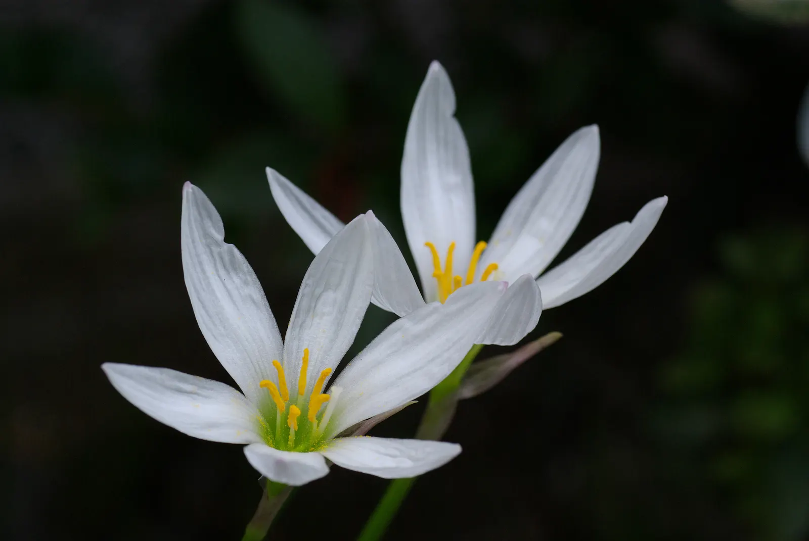 Rain Lily Prairie Sunset (Zephyranthes 'Prairie Sunset') — this plant thrives in medium moisture; spanning about 2-3 inches in diameter, image 64
