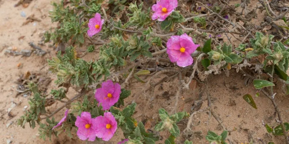 Furry-Leaf Rockrose (Cistus Crispus) — which can reduce the likelihood of disease.<br><br>Perfect for a water-conserving garden or rocky