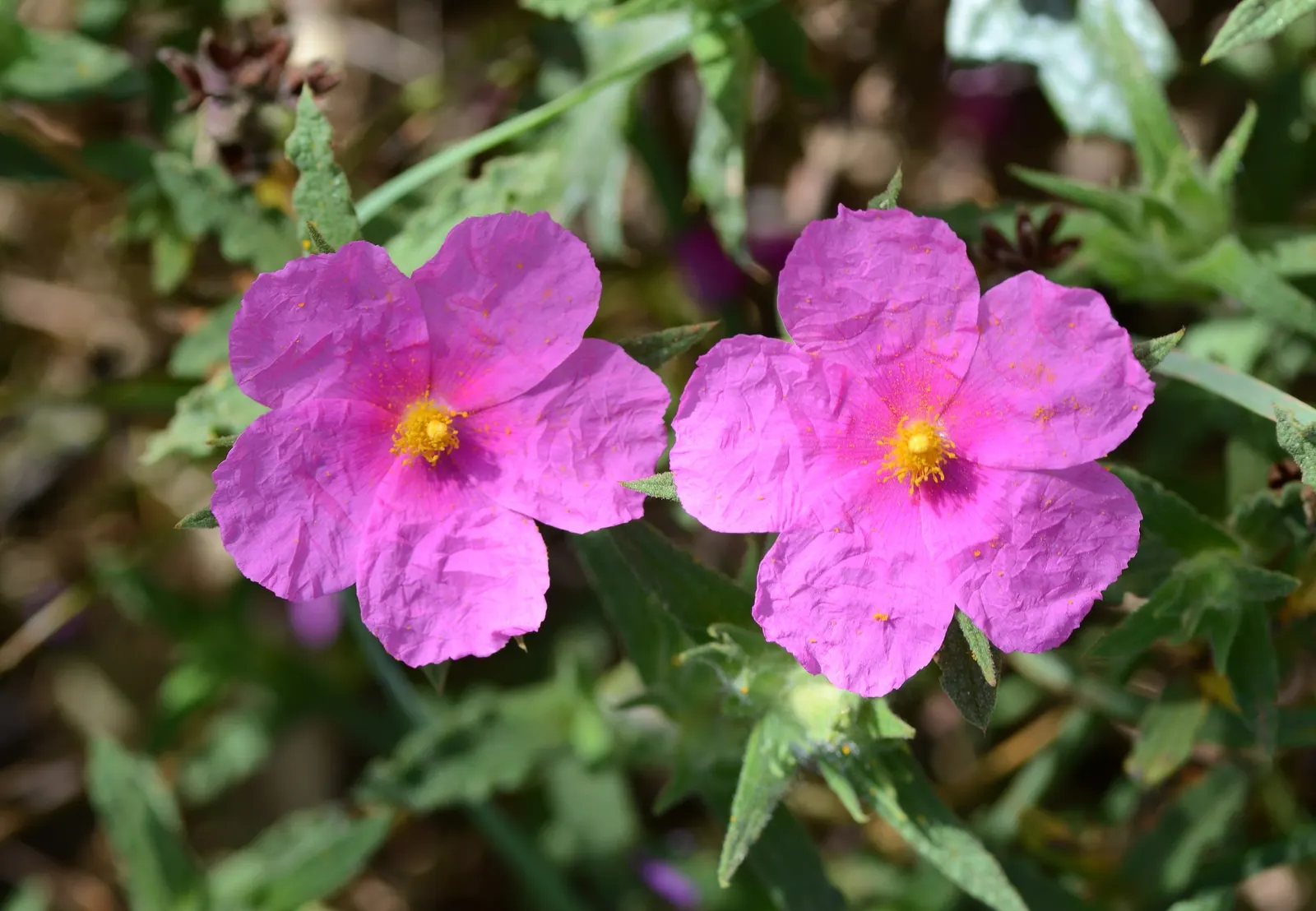 Furry-Leaf Rockrose (Cistus Crispus) — esteemed for its wavy-edged
