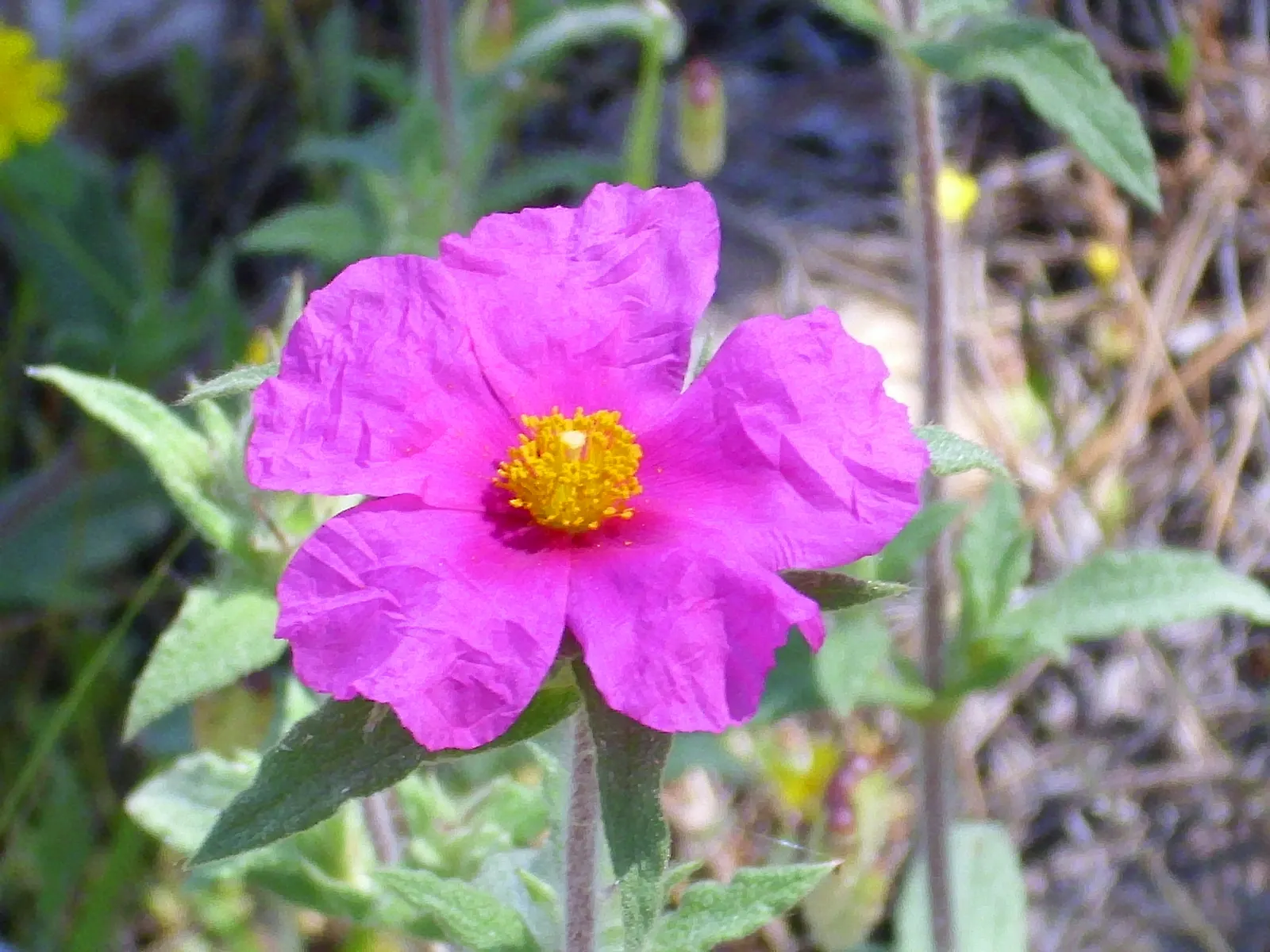 Furry-Leaf Rockrose (Cistus Crispus) — Each blossom spans roughly 1-2 inches in diameter