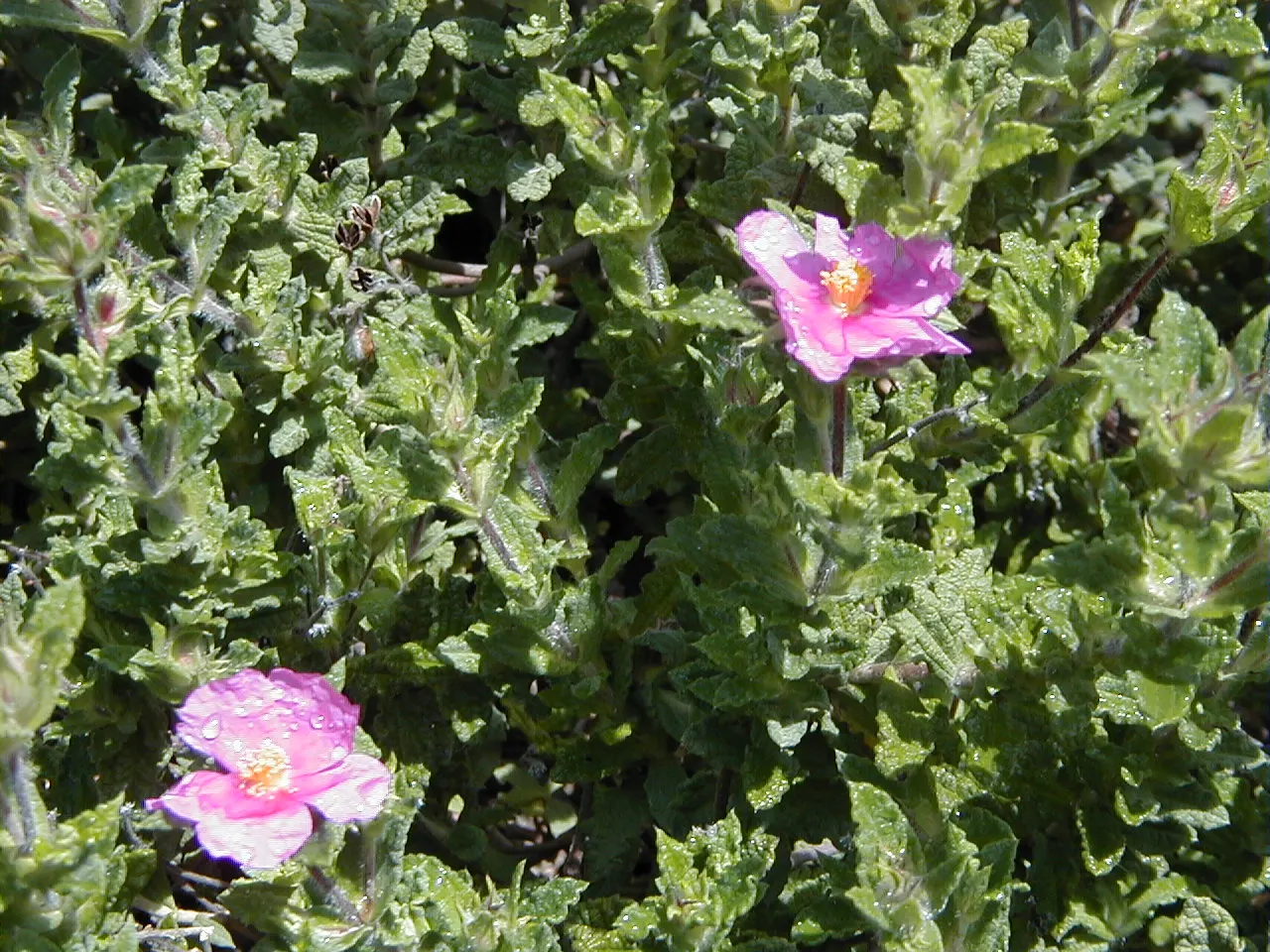 Furry-Leaf Rockrose (Cistus Crispus) — which gives the plant its common name