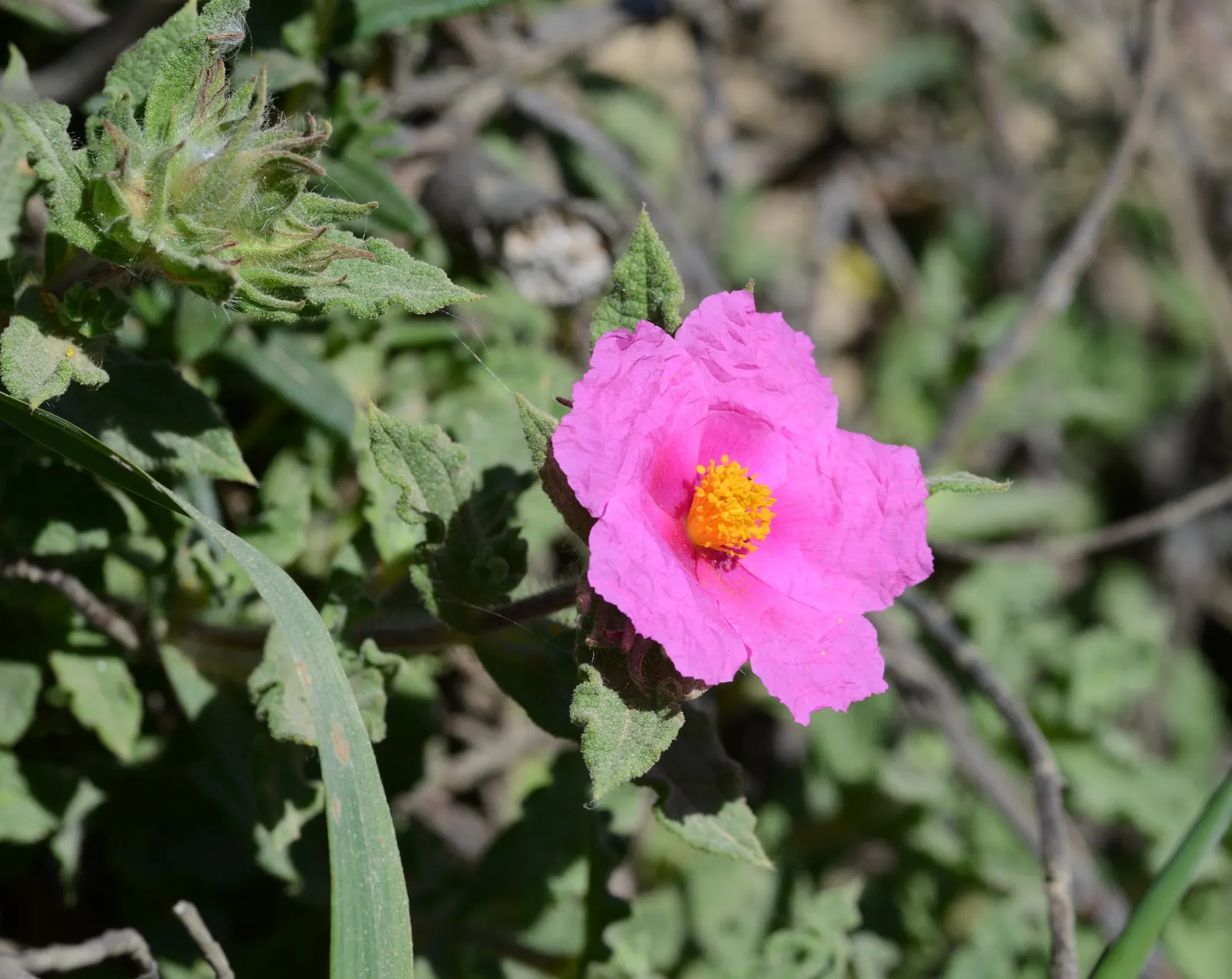 Furry-Leaf Rockrose (Cistus Crispus) — In spring to early summer, the shrub produces a flurry of showy flowers