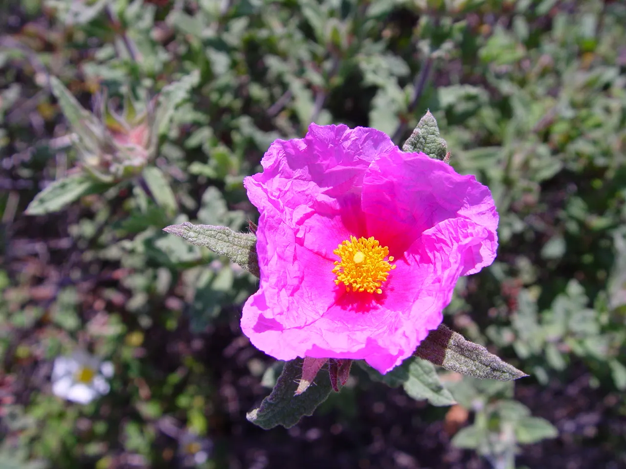 Furry-Leaf Rockrose (Cistus Crispus) — reflecting its preference for temperate climates.<br><br>Cistus crispus boasts distinctive