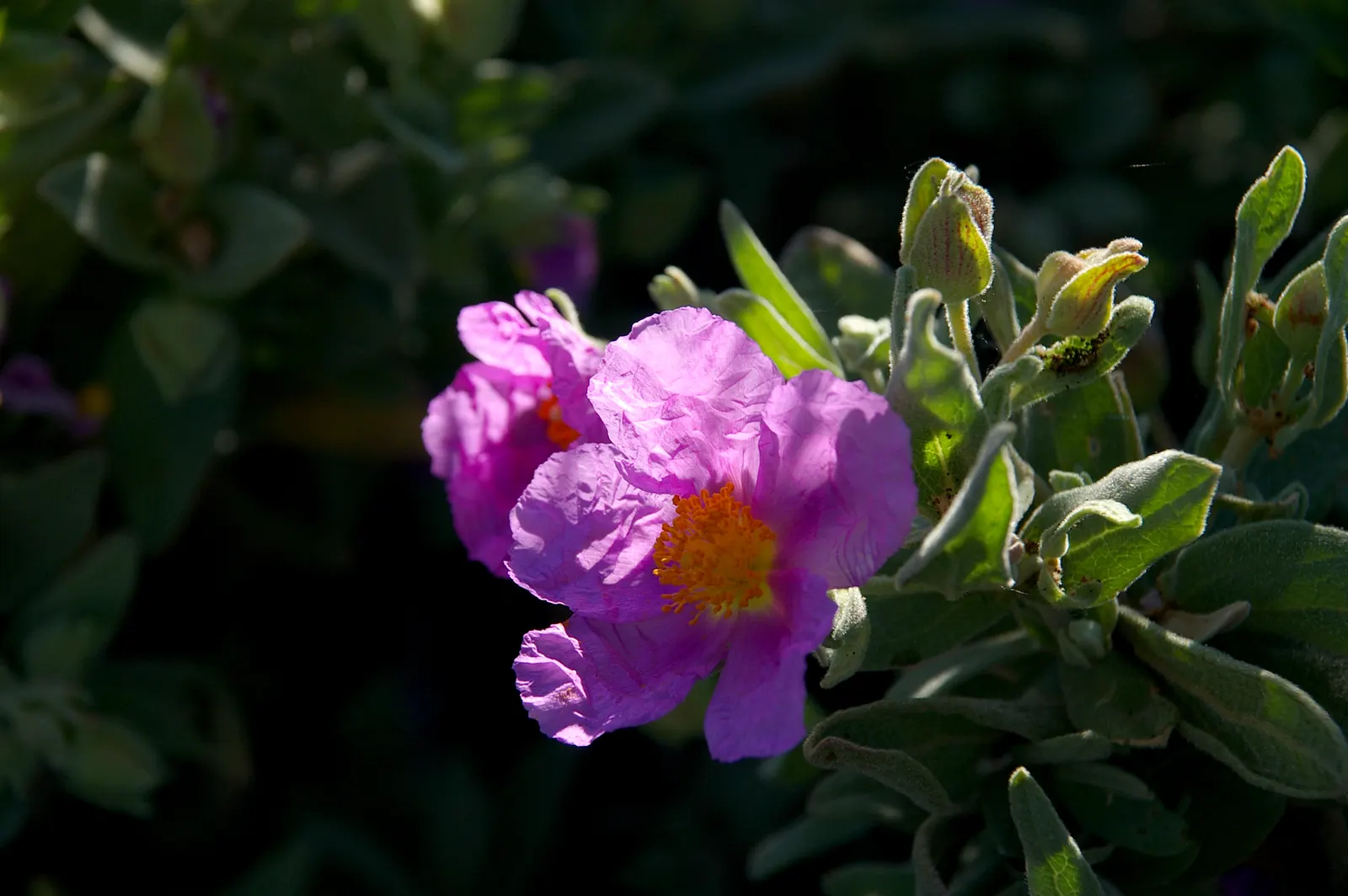 Furry-Leaf Rockrose (Cistus Crispus) — the Furry-leaf Rockrose offers both aesthetic appeal and hardiness