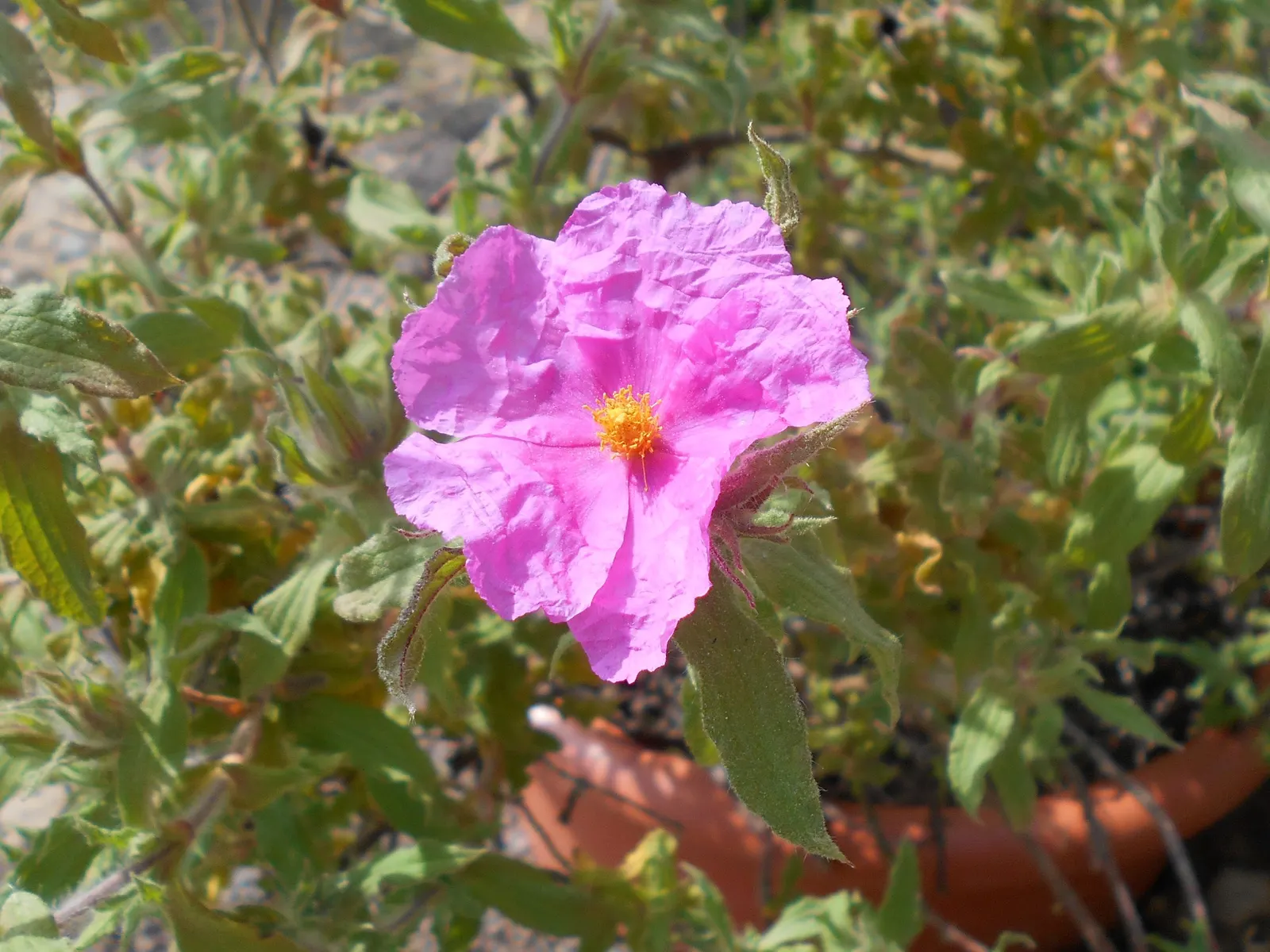 Furry-Leaf Rockrose (Cistus Crispus) — This low maintenance plant reaches 2-3 feet in height and width