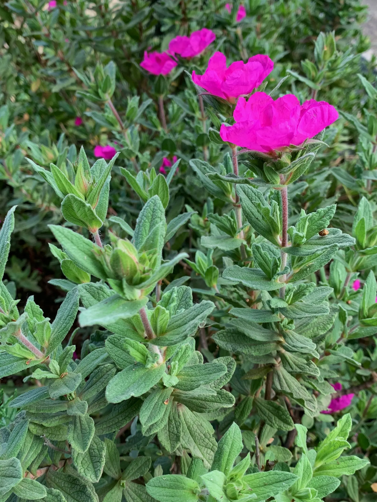 Furry-Leaf Rockrose (Cistus Crispus) — making it an eye-catching and practical choice for gardeners seeking to create a mediterranean-inspired oasis