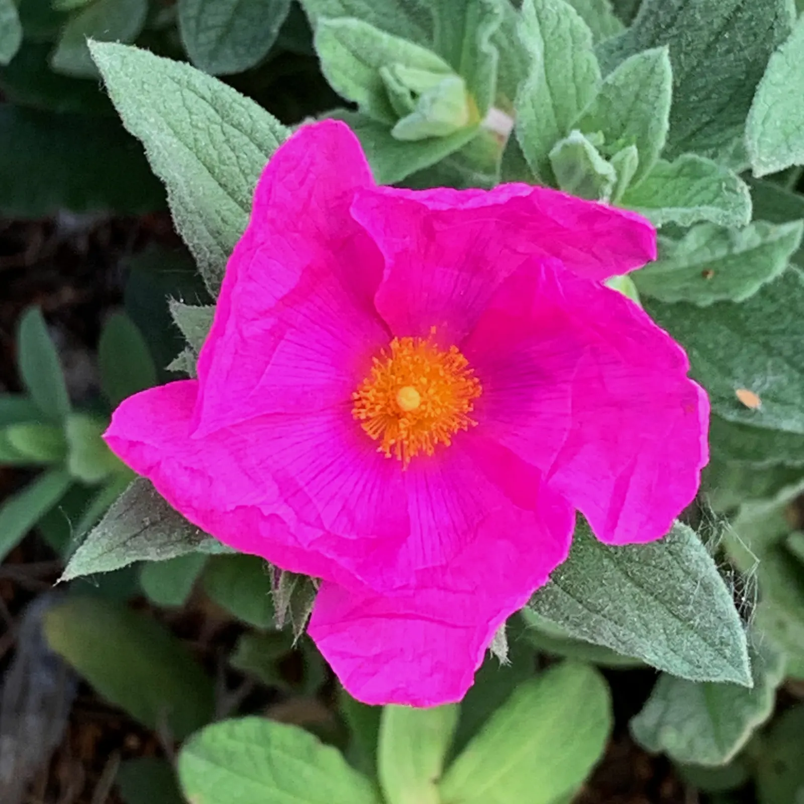 Furry-Leaf Rockrose (Cistus Crispus) — native to the Mediterranean region