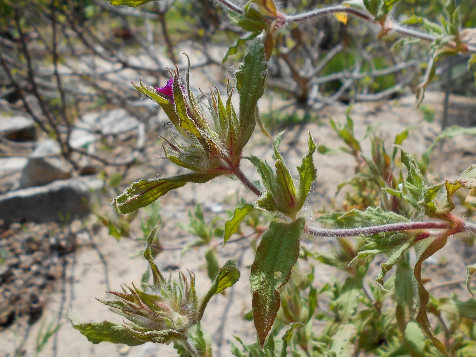 Furry-Leaf Rockrose (Cistus Crispus) — The Furry-Leaf Rockrose (Cistus crispus) is a compact evergreen shrub; it thrives in full sun, in well-drained soils