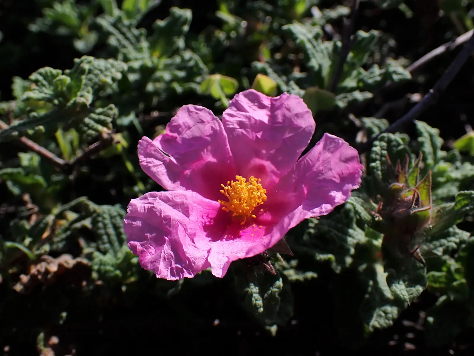 Furry-Leaf Rockrose (Cistus Crispus) — crepe-like petals that exhibit a deep pink hue with a paler base