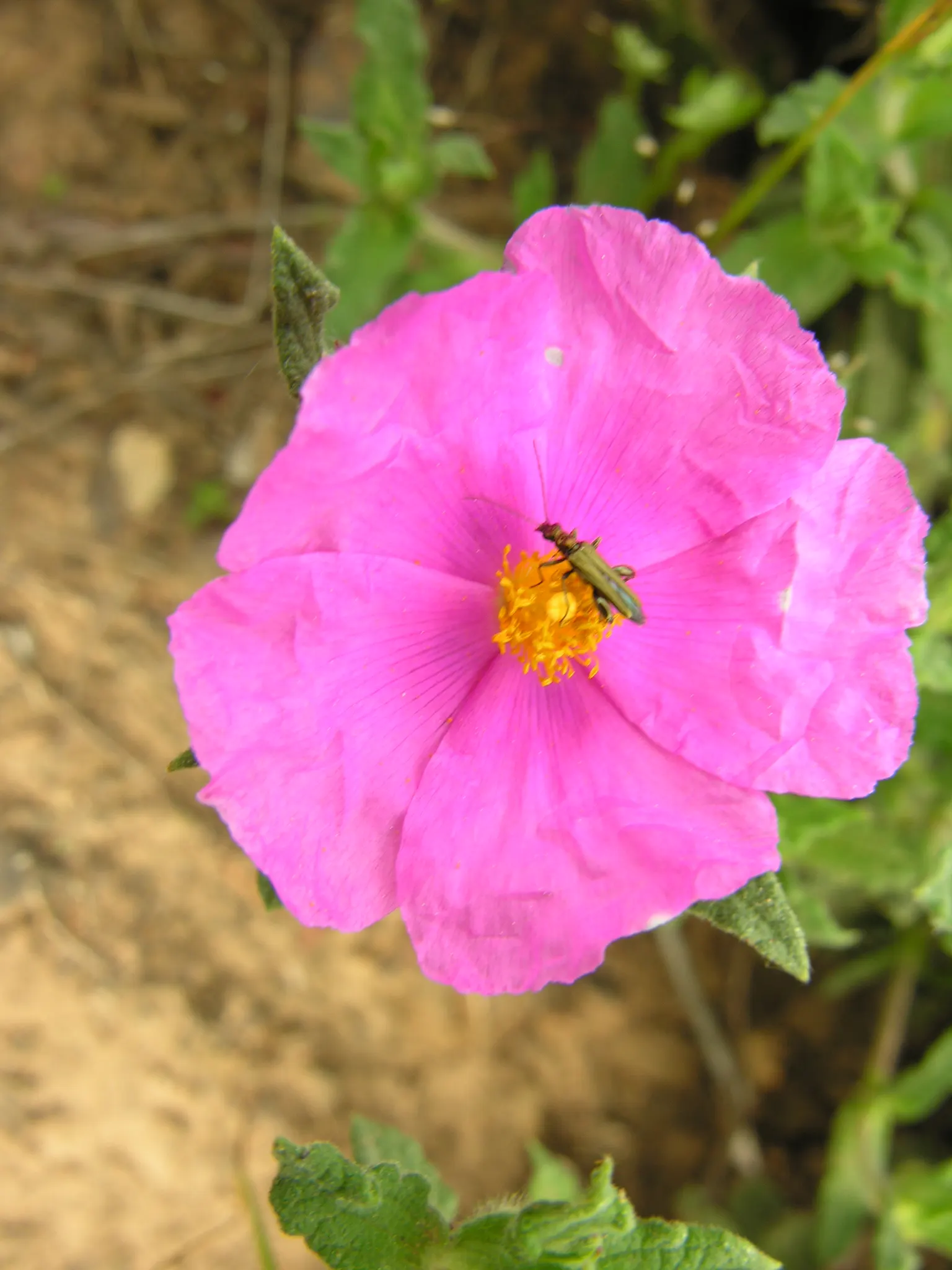 Furry-Leaf Rockrose (Cistus Crispus) — this compact shrub requires minimal upkeep