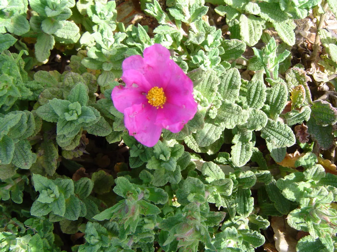 Furry-Leaf Rockrose (Cistus Crispus) — It thrives in full sun and is well adapted to dry, well-drained soils, showcasing its drought-tolerant nature