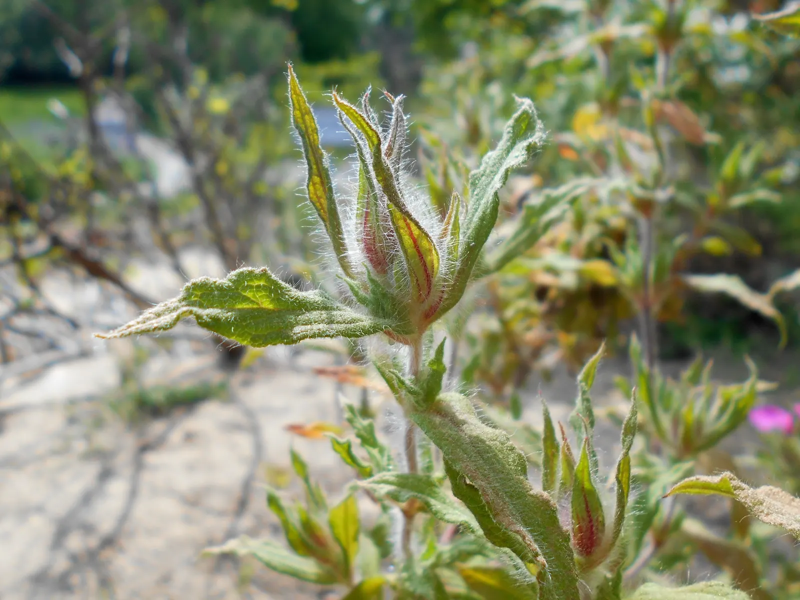 Furry-Leaf Rockrose (Cistus Crispus) — Occasional pruning may be done to maintain shape and promote air circulation
