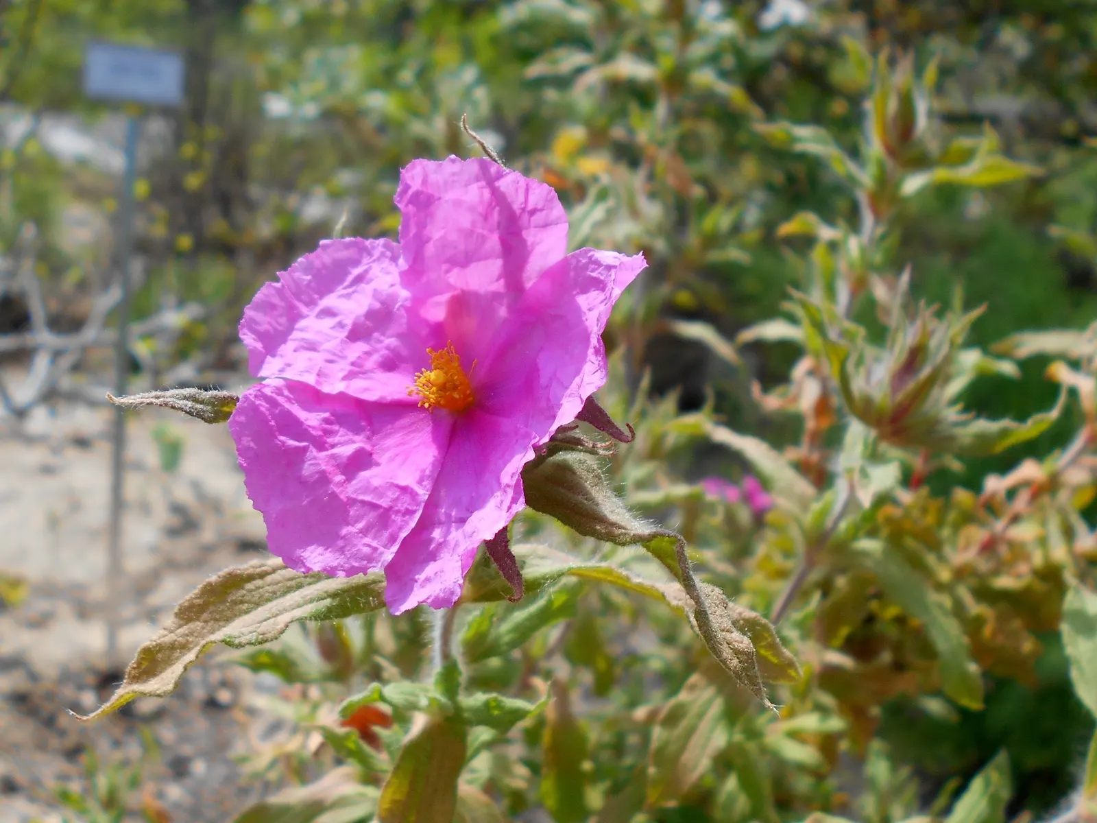 Furry-Leaf Rockrose (Cistus Crispus) — perennial / shrub for full