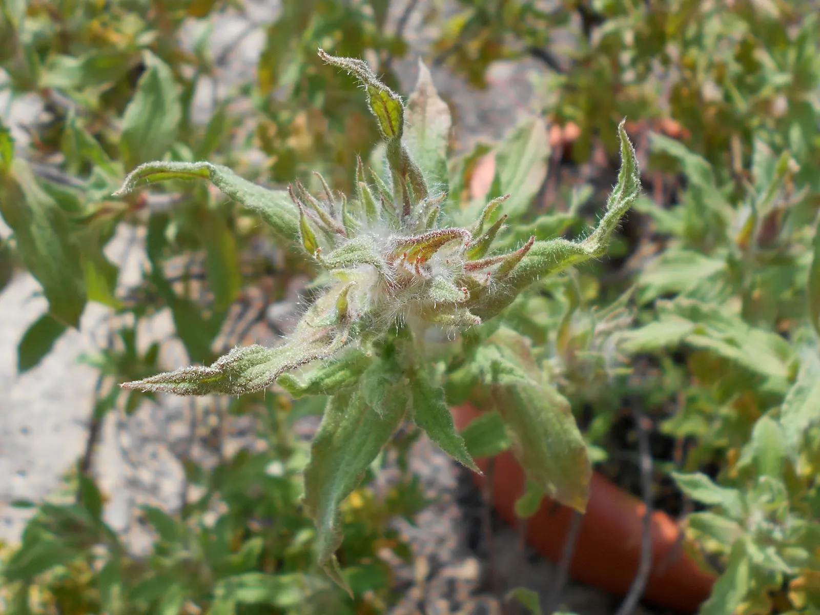 Furry-Leaf Rockrose (Cistus Crispus) — pink flowers in the garden