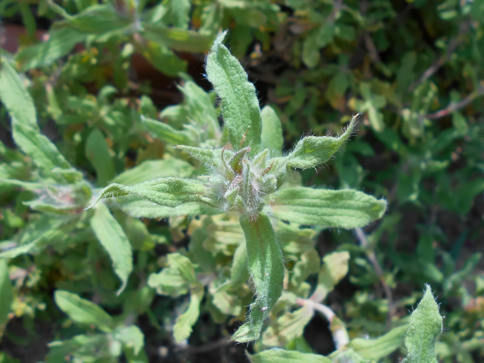 Furry-Leaf Rockrose (Cistus Crispus) — perennial / shrub with pink blooms