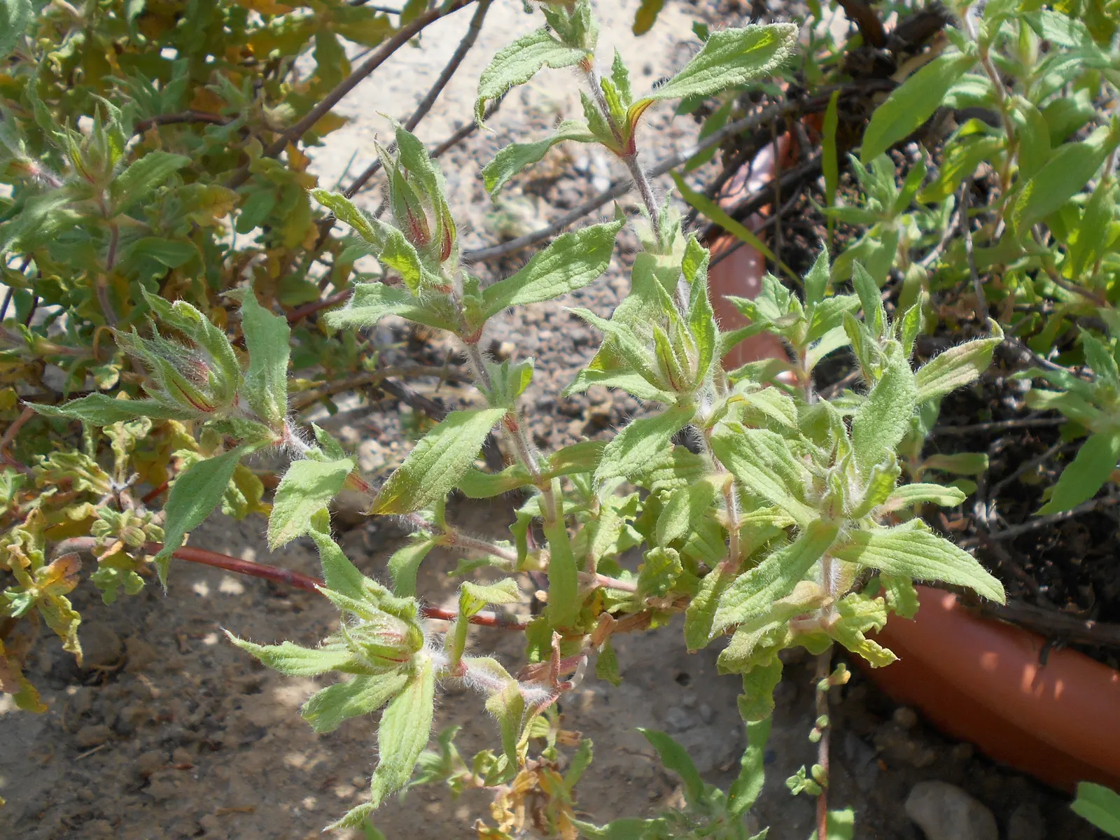 Furry-Leaf Rockrose (Cistus Crispus) — making it ideal for rock gardens or as a ground cover