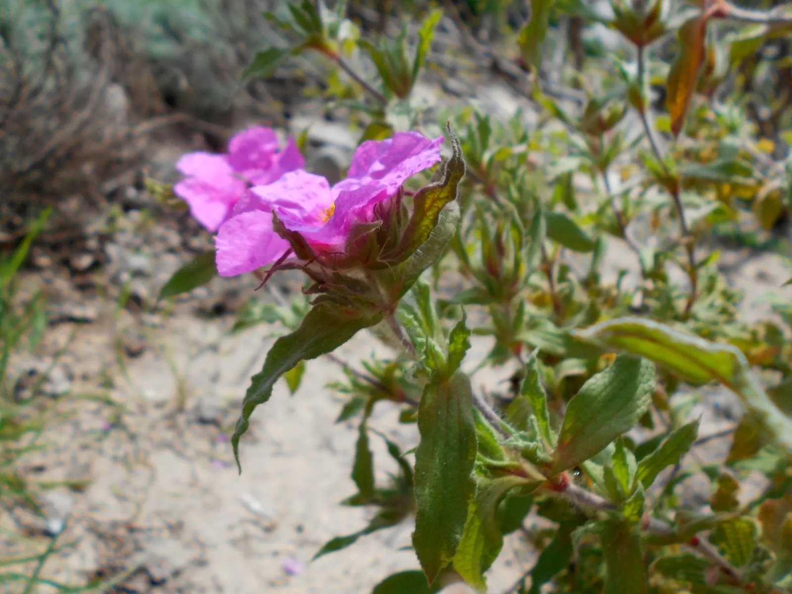 Furry-Leaf Rockrose (Cistus Crispus) — In spring to early summer, it boasts rosy-pink flowers with golden centers