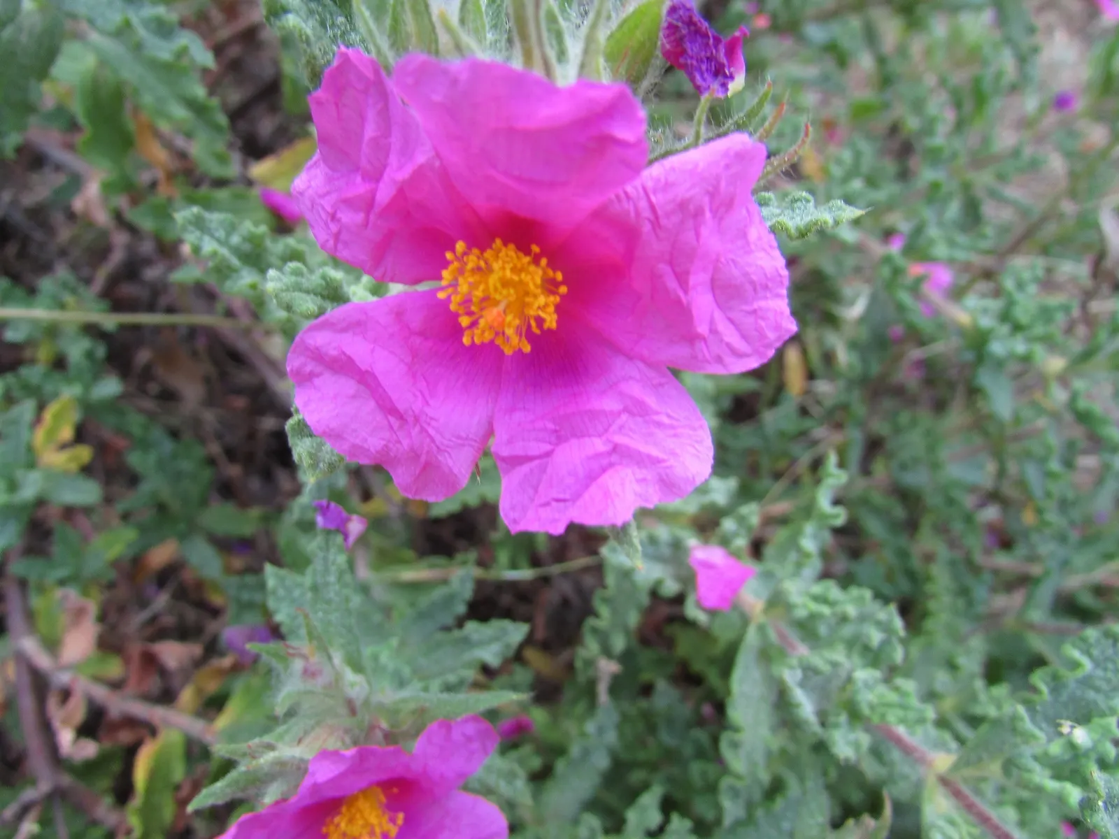 Furry-Leaf Rockrose (Cistus Crispus) — These gray-green leaves grow up to 2 inches long and are adjoined by strikingly wavy margins