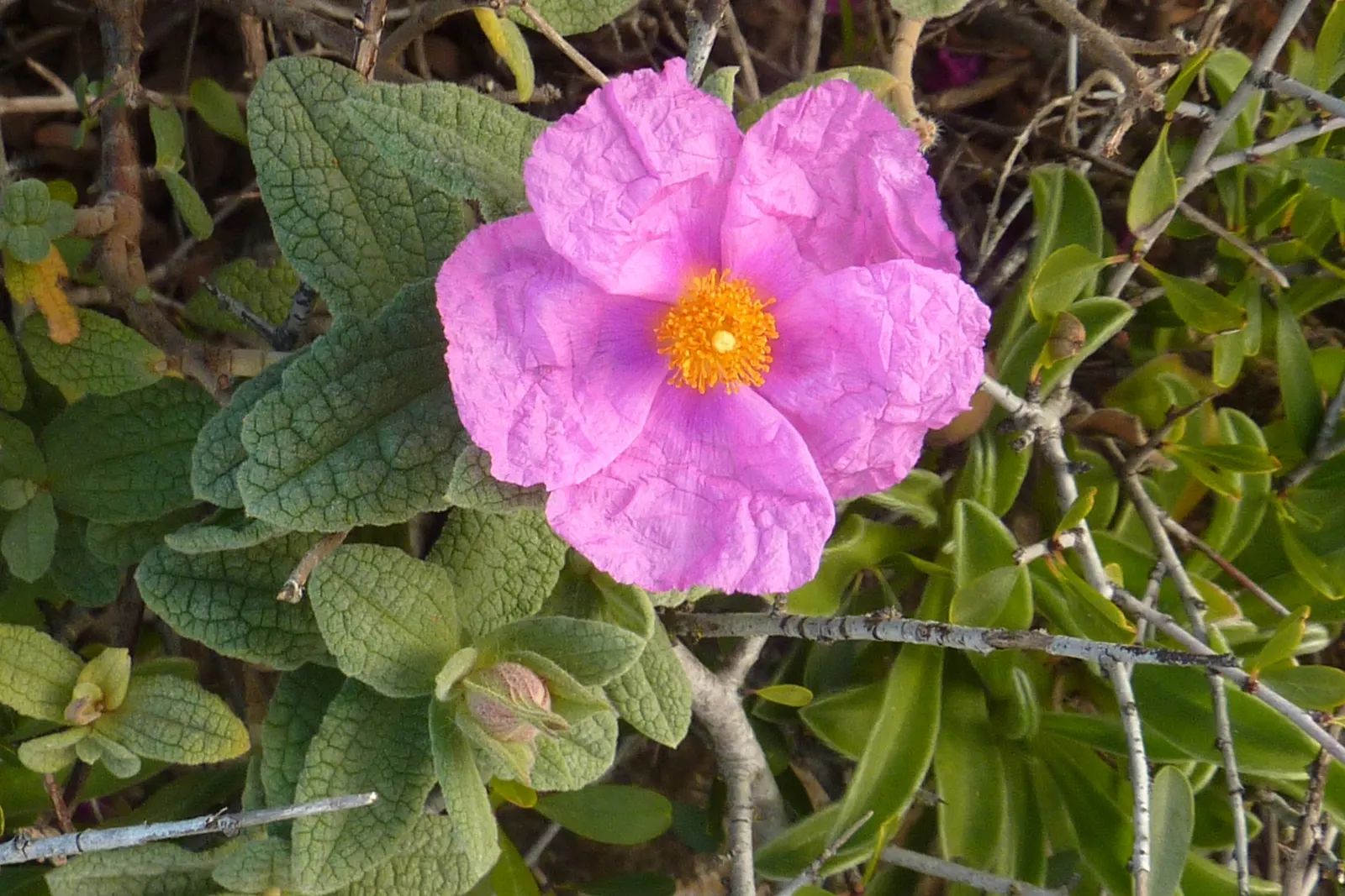 Furry-Leaf Rockrose (Cistus Crispus) — thrives in USDA hardiness zones 8 through 11