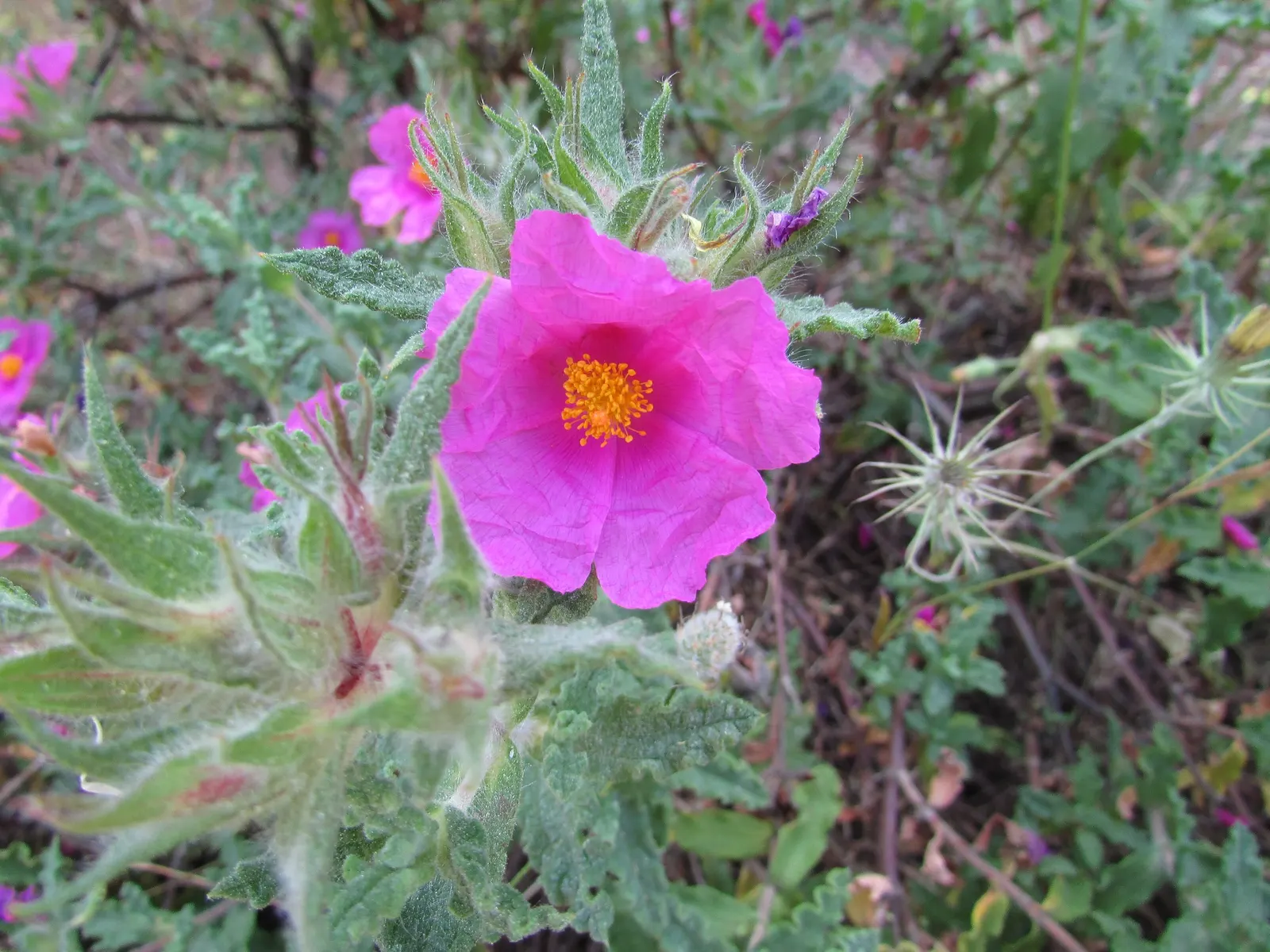 Furry-Leaf Rockrose (Cistus Crispus) — The Furry-Leaf Rockrose (Cistus crispus) is a compact evergreen shrub