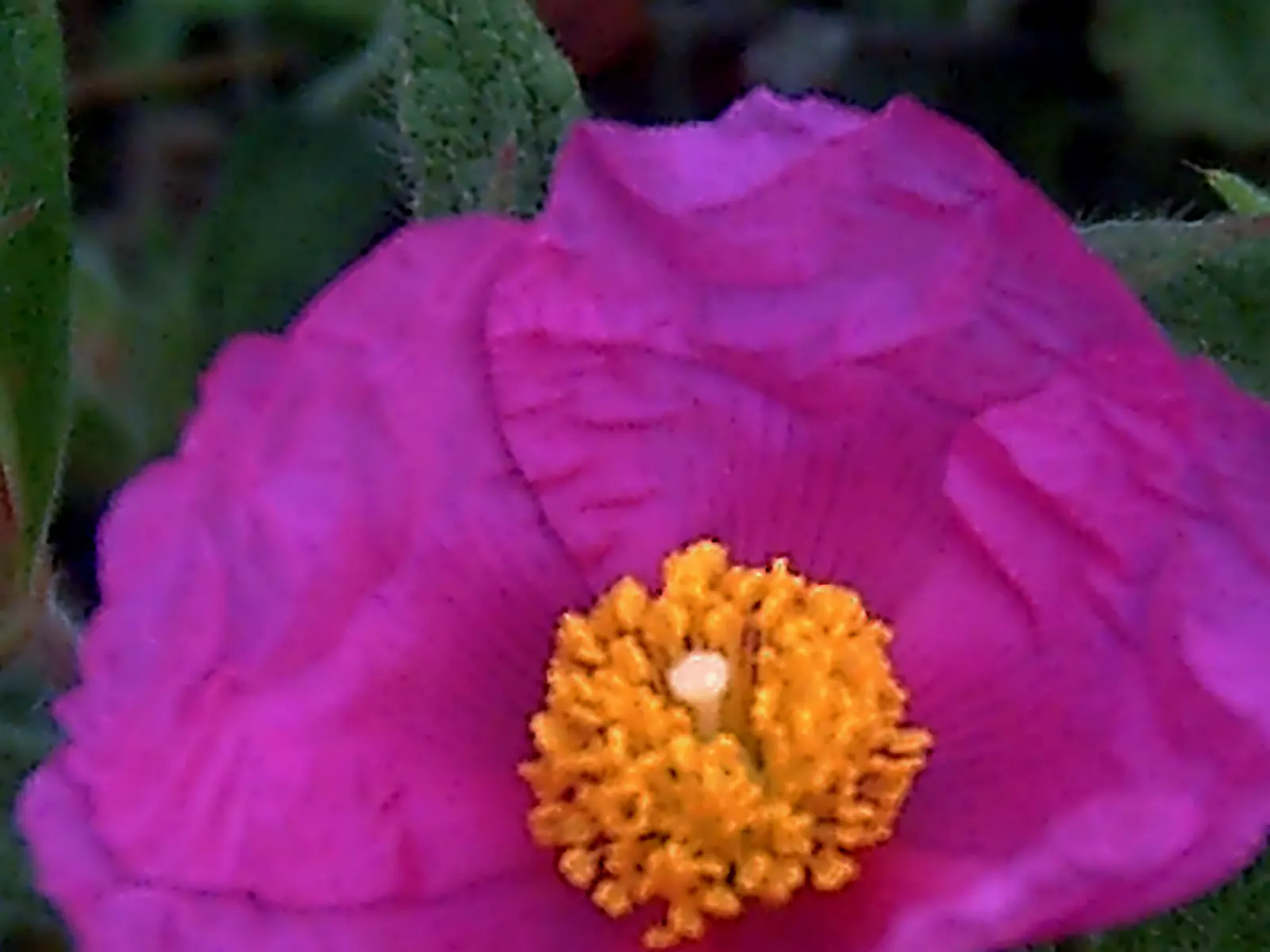 Furry-Leaf Rockrose (Cistus Crispus) — is a captivating plant well-suited for adding texture and resilience to a diverse garden landscape