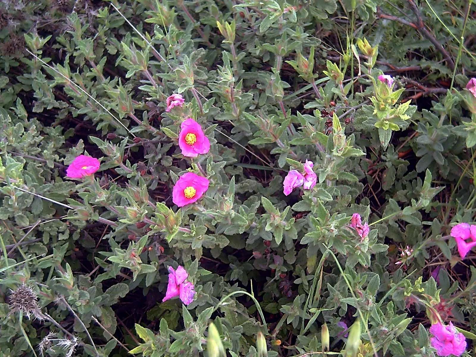 Furry-Leaf Rockrose (Cistus Crispus) — It thrives in full sun, in well-drained soils, and is drought-tolerant once established
