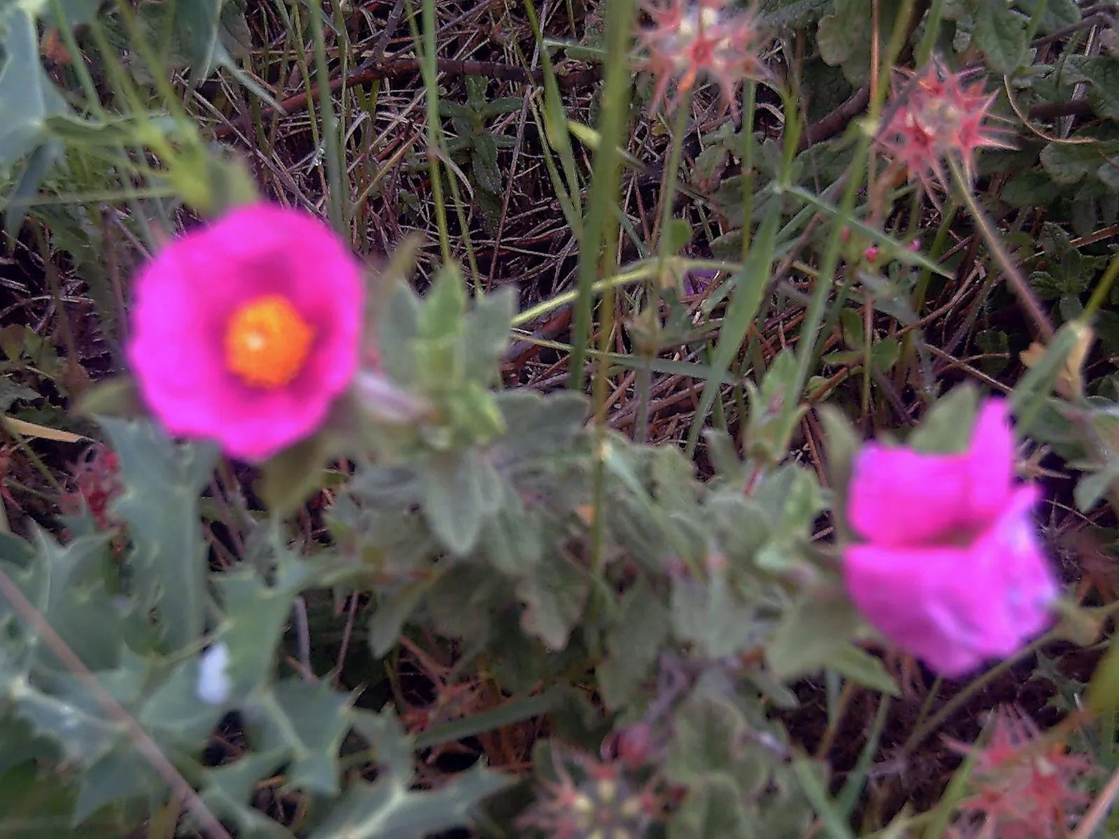 Furry-Leaf Rockrose (Cistus Crispus) — scientifically named Cistus crispus