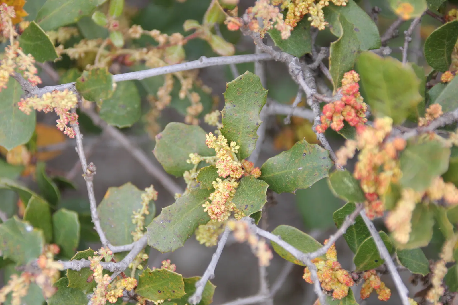 Torrey's Hybrid Oak (Quercus X Acutidens) — is a deciduous tree blending characteristics of its parent species