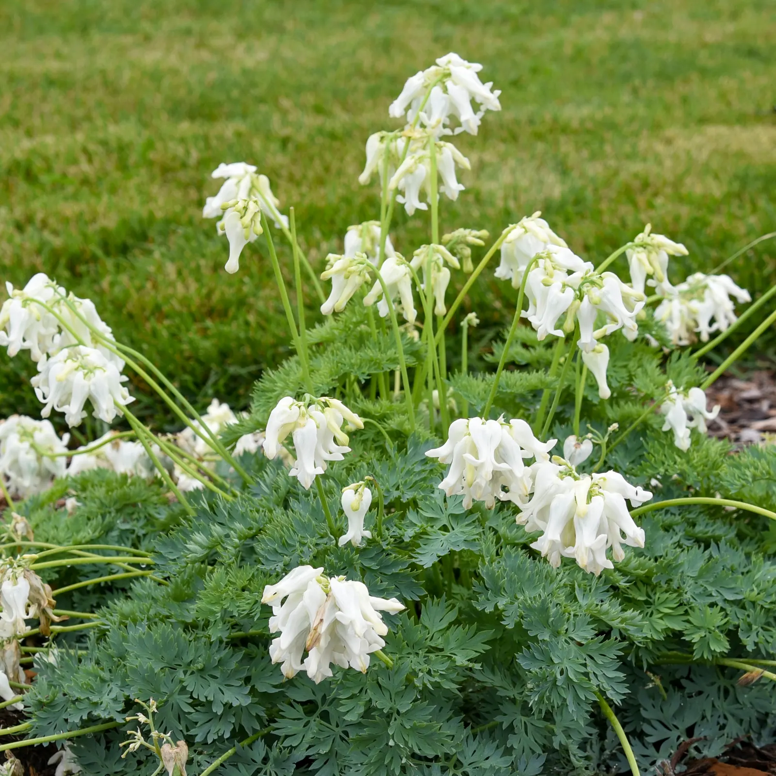 'White Diamonds' Fern-leaved Bleeding Heart (Dicentra hybrid) — It grows 14-16 inches tall and 16-18 inches wide in a tidy mound