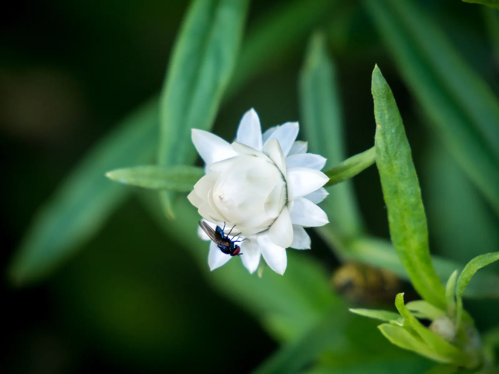 Strawflower (Helichrysum Petiolare Microphyllum) — silvery-green leaves and robust