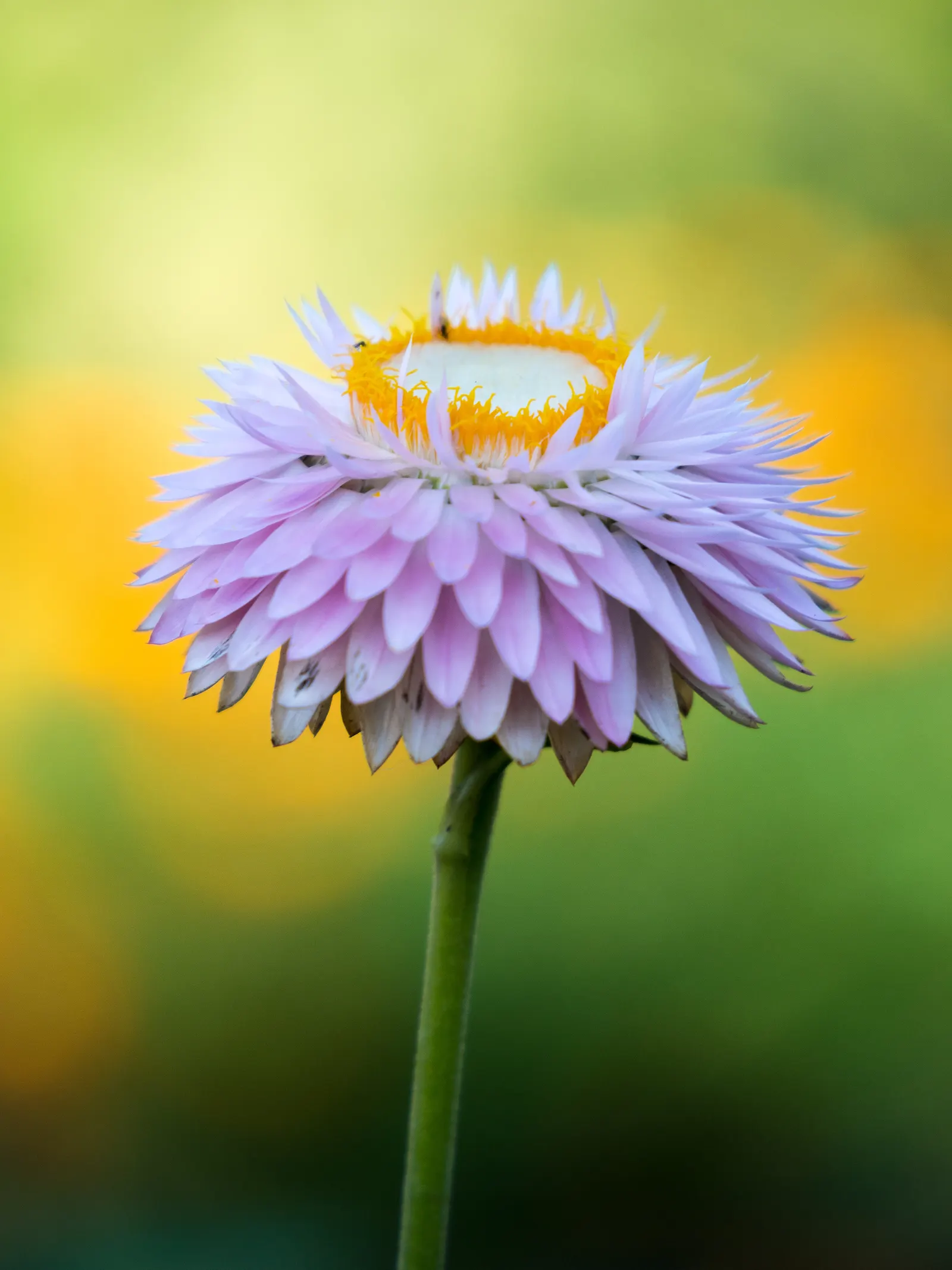 Strawflower (Helichrysum Petiolare Microphyllum) — Thriving in USDA zones 9-11
