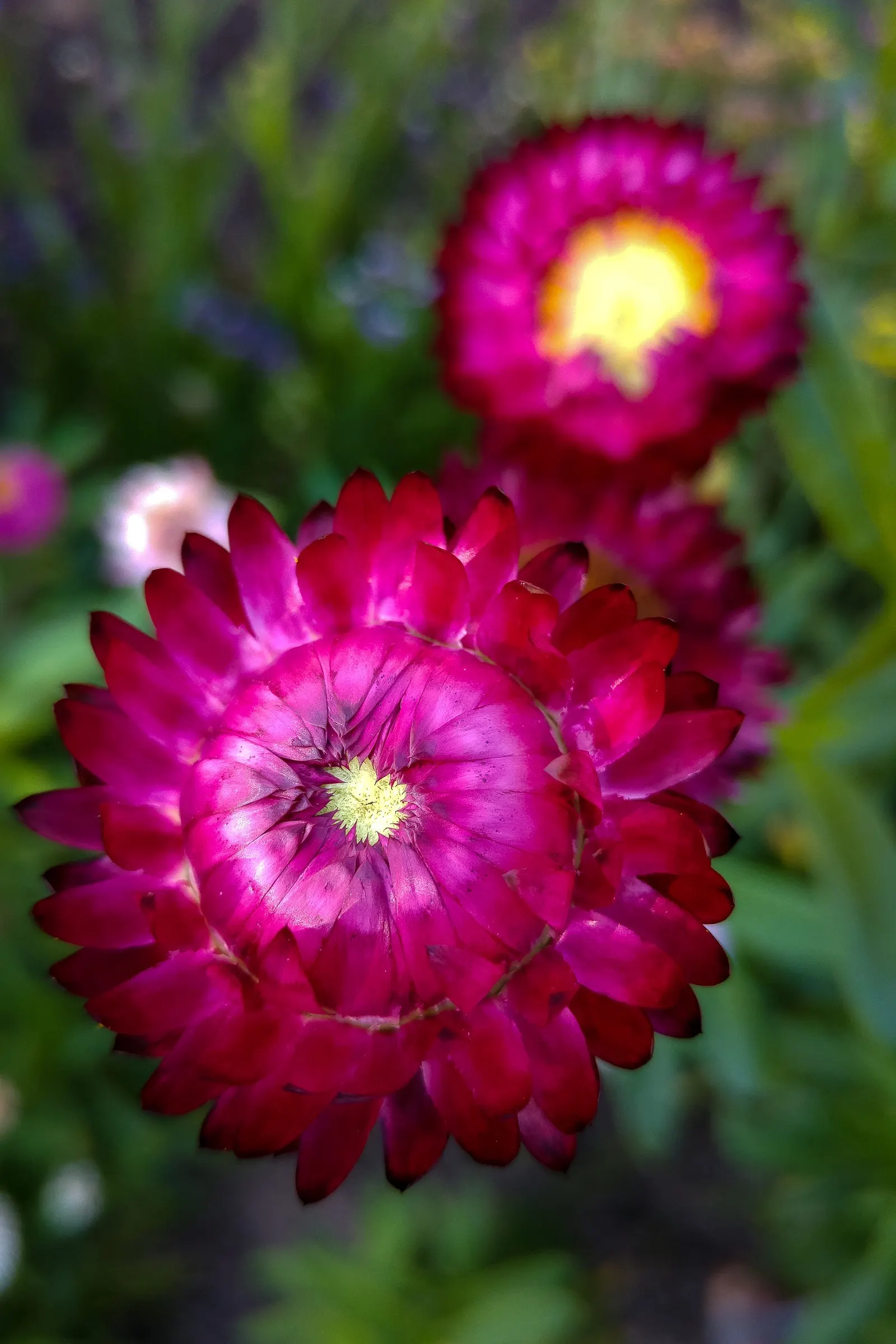 Strawflower (Helichrysum Petiolare Microphyllum) — it reaches 2-3 feet in height and spreads up to 5 feet