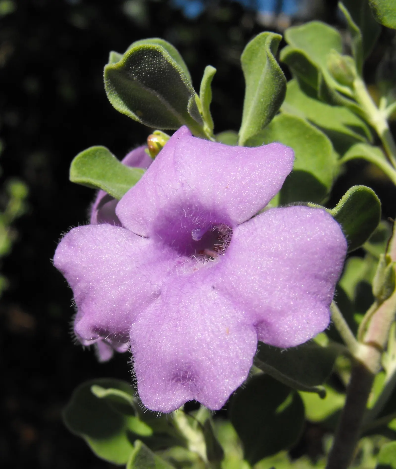 Lynn's Legacy Rio Bravo Bush (Leucophyllum Langmaniae 'Lynn's Legacy') — a compact evergreen shrub