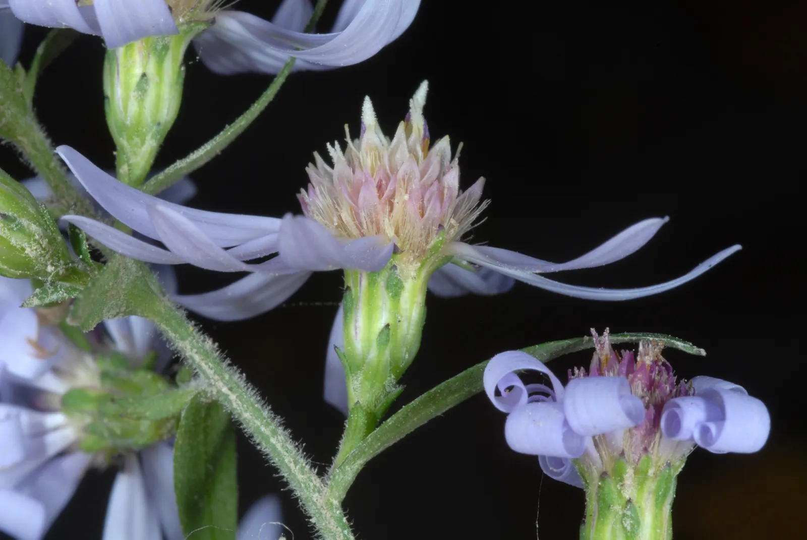 Sweet Lavender (Lavandula X Heterophylla) — bloom from late spring to early summer
