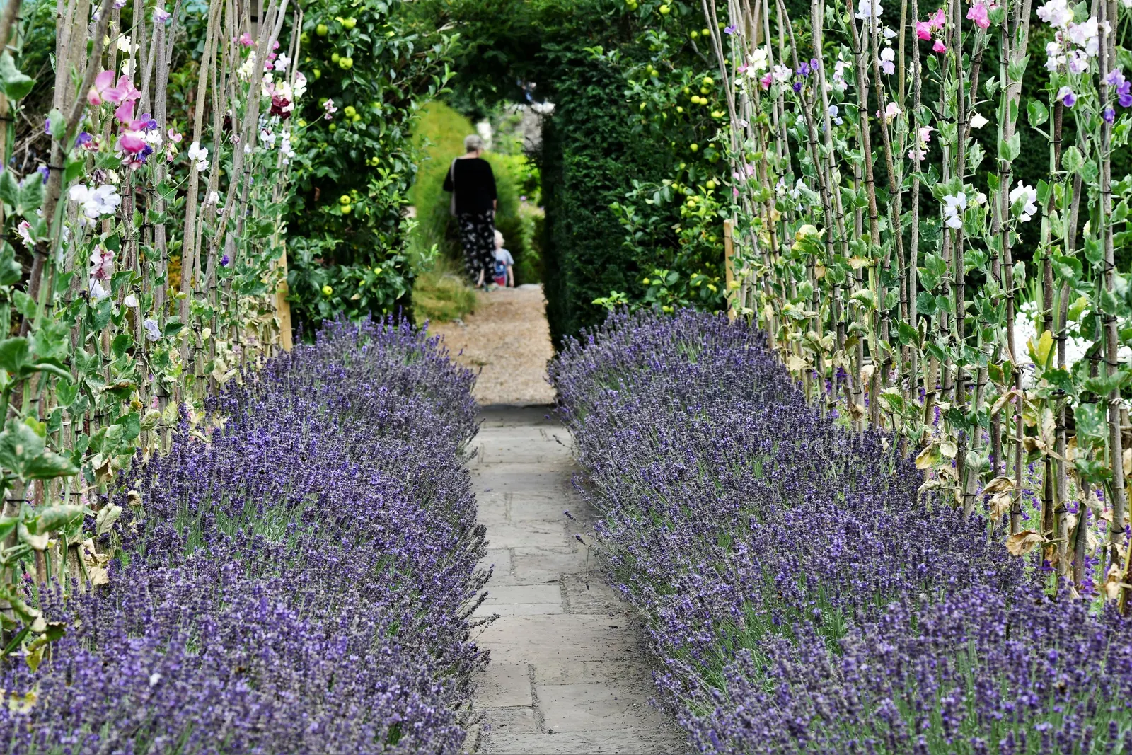 Sweet Lavender (Lavandula X Heterophylla) — enjoying full sun exposure for a minimum of six hours per day.<br><br>Sweet Lavender's slender stems