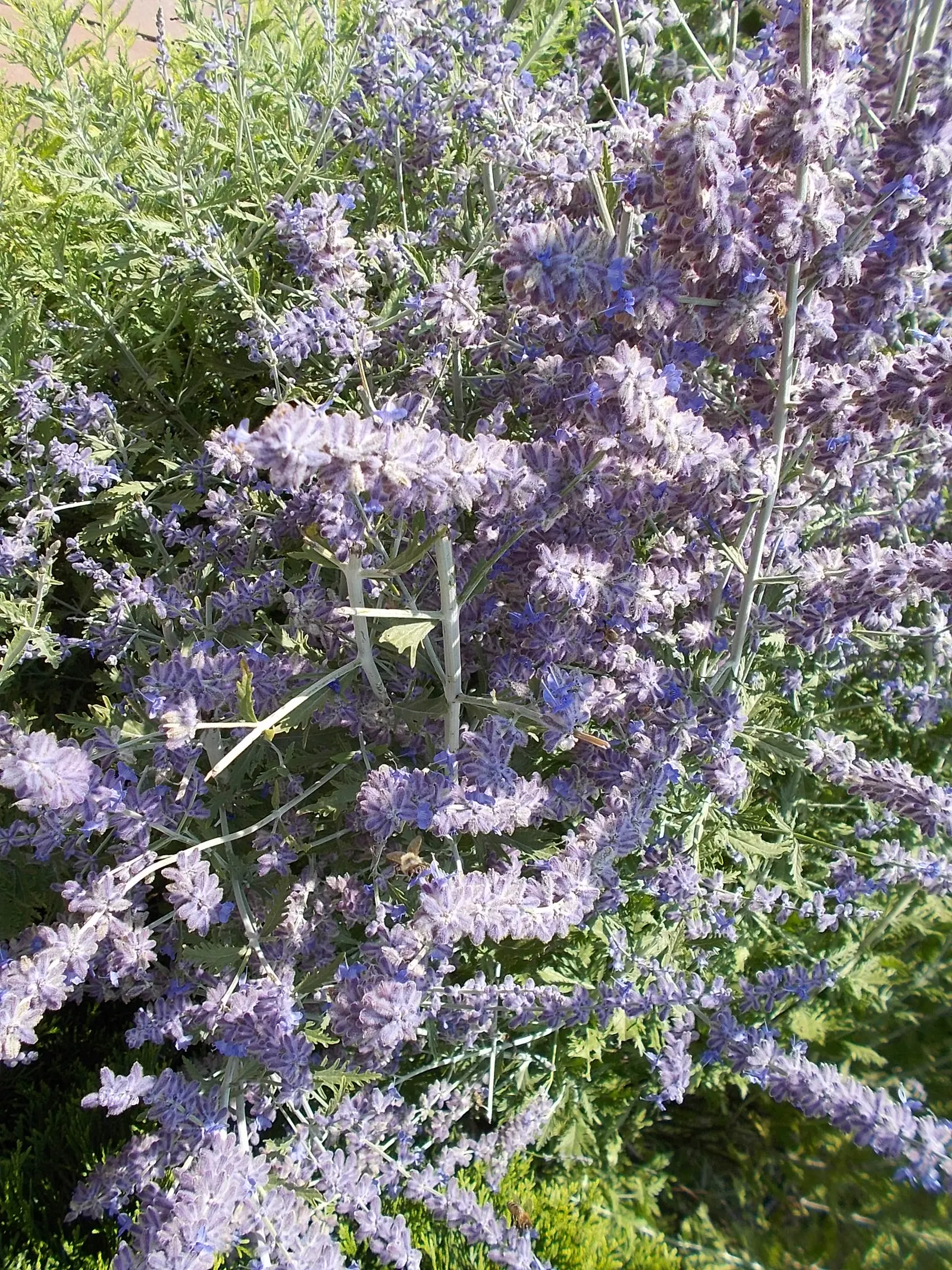 Sweet Lavender (Lavandula X Heterophylla) — narrow leaves and long-lasting; a hybrid of Portuguese (Lavandula latifolia) and English lavenders (Lavandula