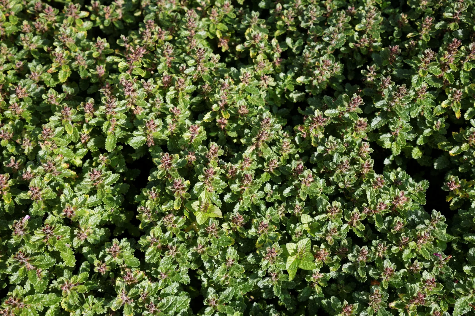 Sweet Lavender (Lavandula X Heterophylla) — where its pleasant scent can be fully appreciated