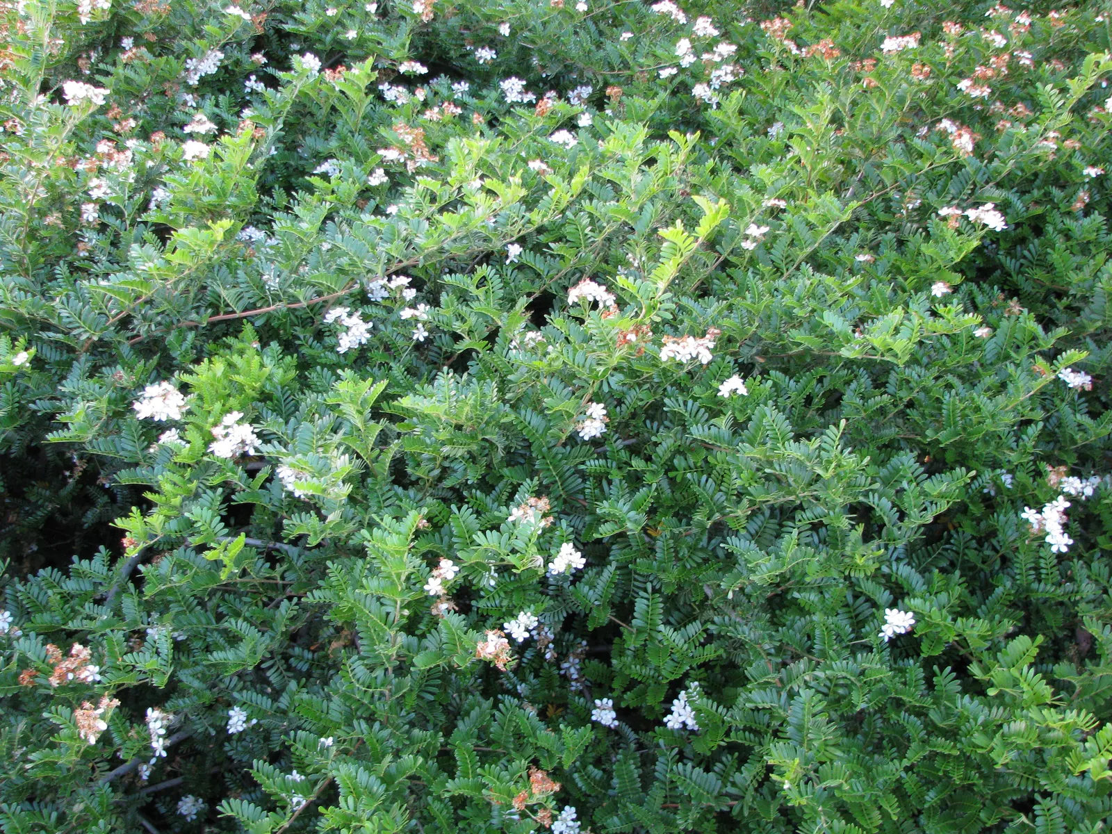 Sweet Lavender (Lavandula X Heterophylla) — narrow leaves and long-lasting
