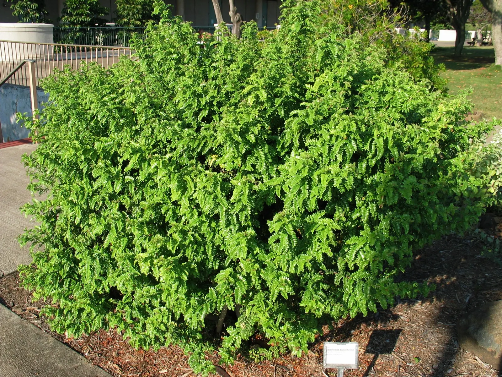 Sweet Lavender (Lavandula X Heterophylla) — Trim after flowering to maintain shape
