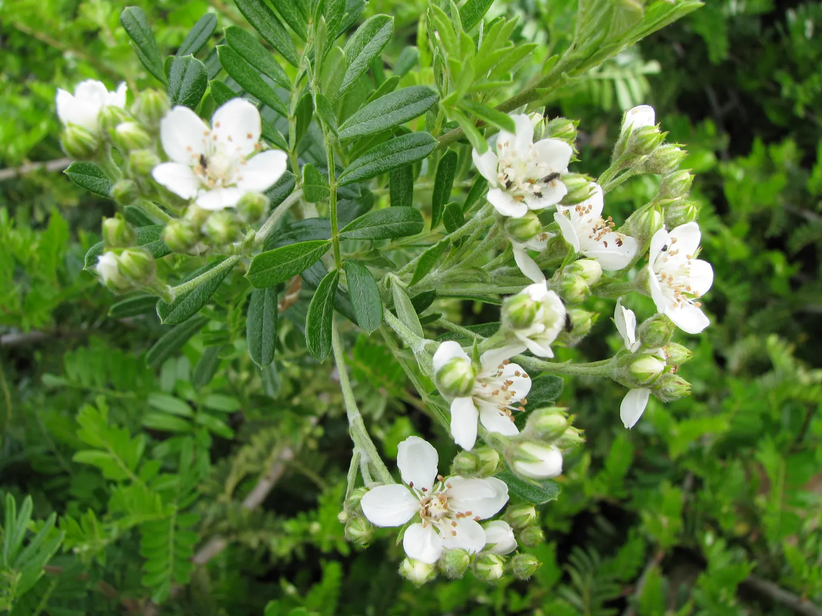 Sweet Lavender (Lavandula X Heterophylla) — shrub for full or half
