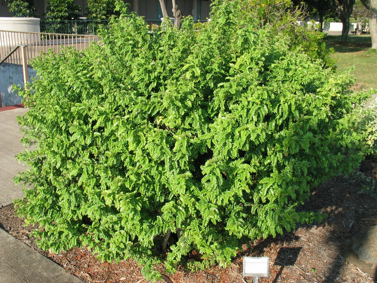 Sweet Lavender (Lavandula X Heterophylla) — shrub with lavender and purple blooms
