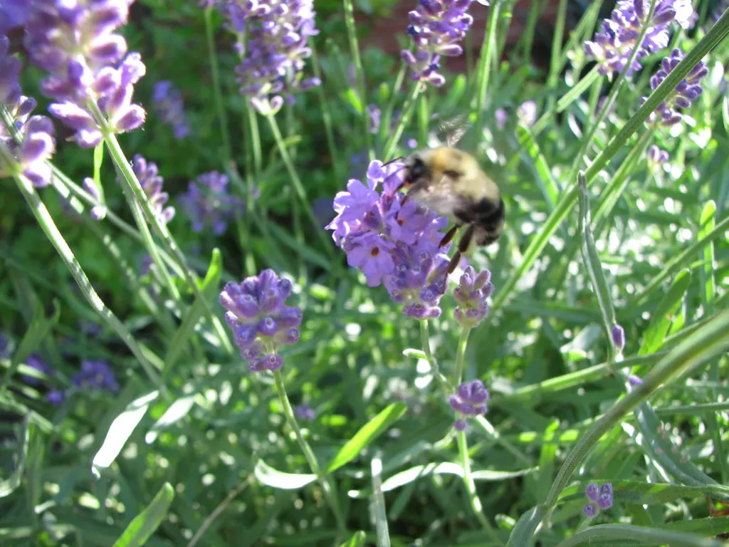 Sweet Lavender (Lavandula X Heterophylla) — consider placing it along walkways or in herb gardens