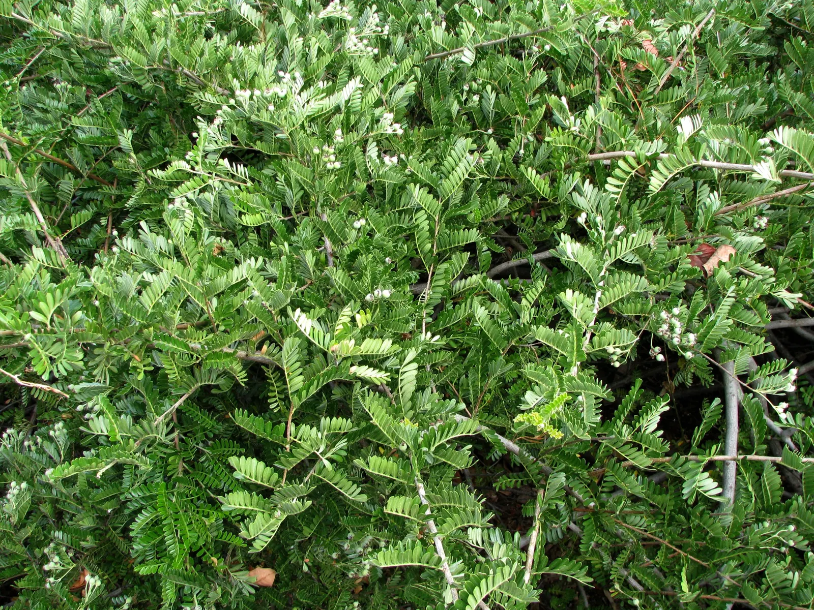 Sweet Lavender (Lavandula X Heterophylla) — Ideal for borders, herb gardens, and aromatic plantings