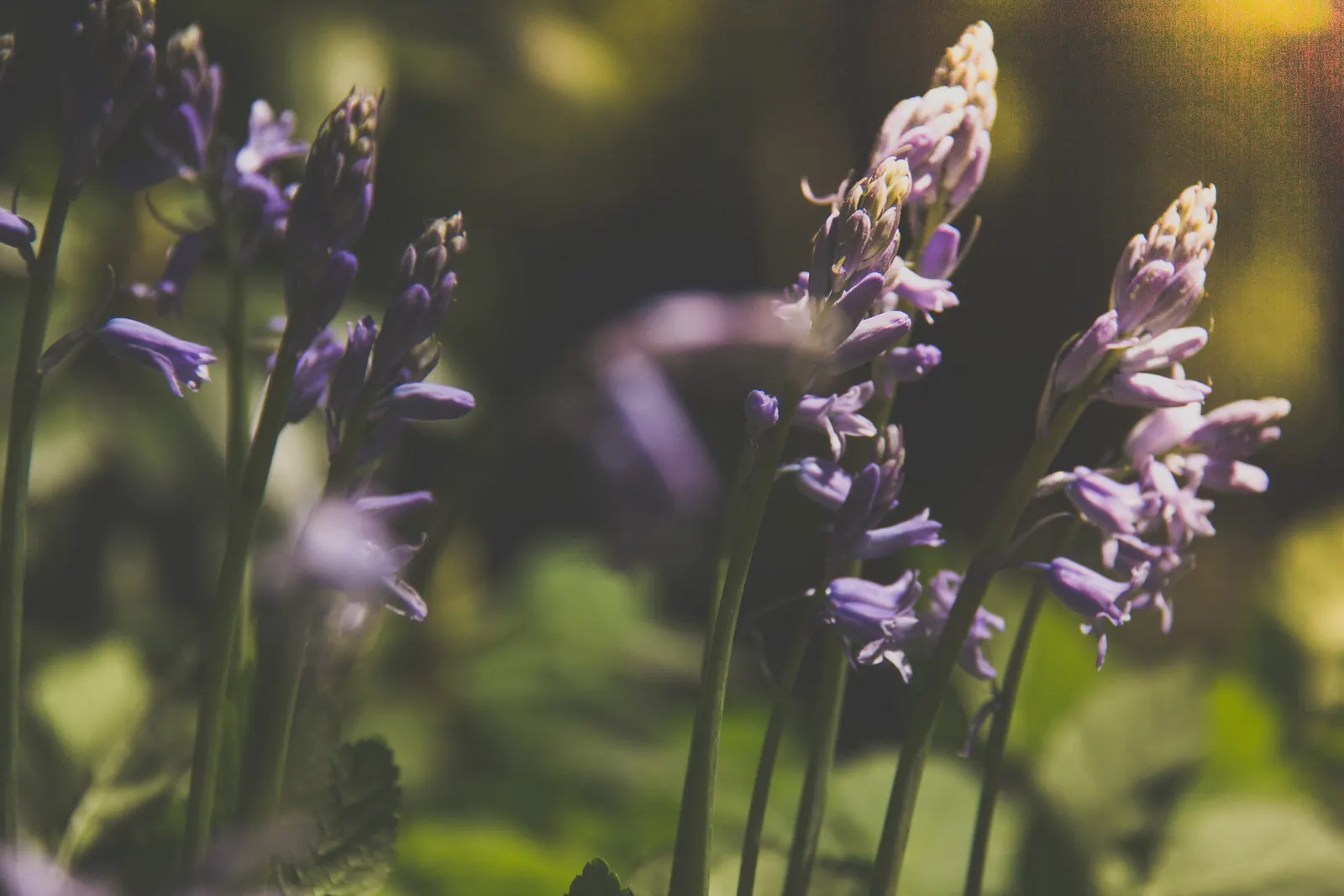 Sweet Lavender (Lavandula X Heterophylla) — Its drought tolerance once established