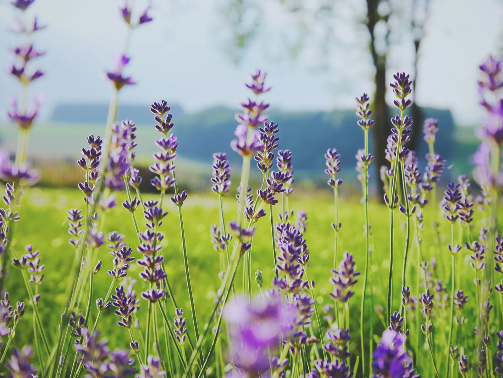 Sweet Lavender (Lavandula X Heterophylla) — Occasional pruning post-bloom encourages a robust and attractive form, ensuring season-long appeal
