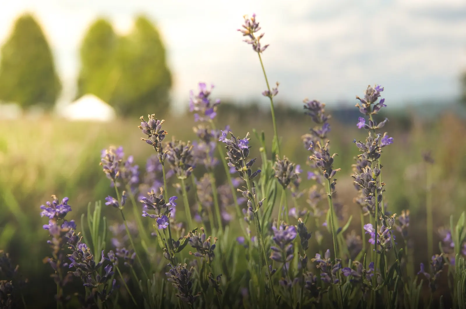 Sweet Lavender (Lavandula X Heterophylla) — crowned by slim spikes of fragrant flowers