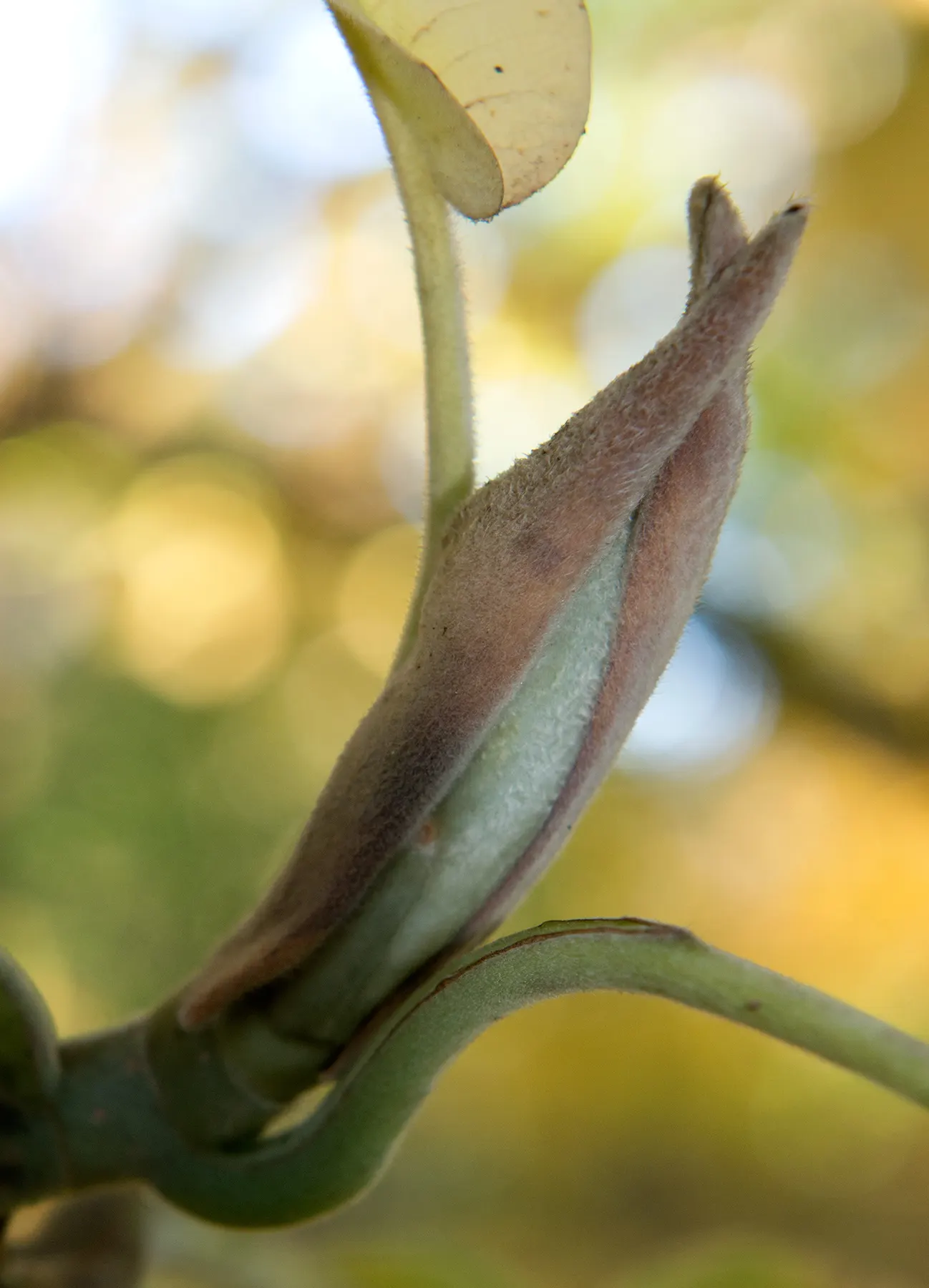 Bigleaf Magnolia (Magnolia Macrophylla) — These blossoms can be as large as 8 to 14 inches across, further contributing to the tree's dramatic, image 86